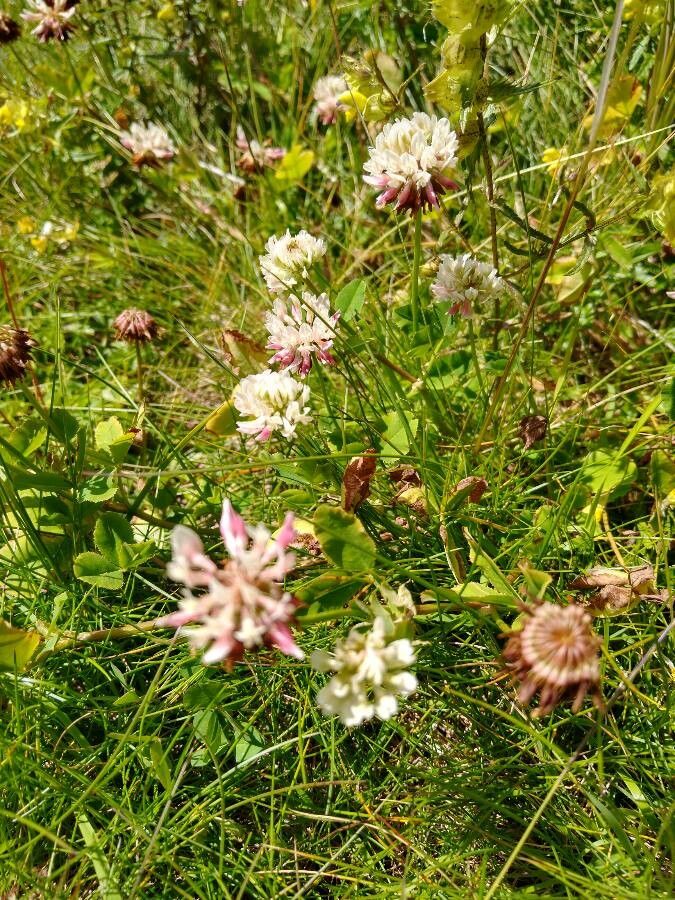 Trifolium pallescens habit