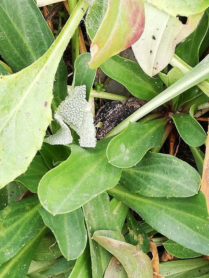 Erigeron glabellus leaf