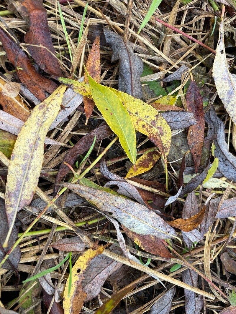 Salix × fragilis leaf
