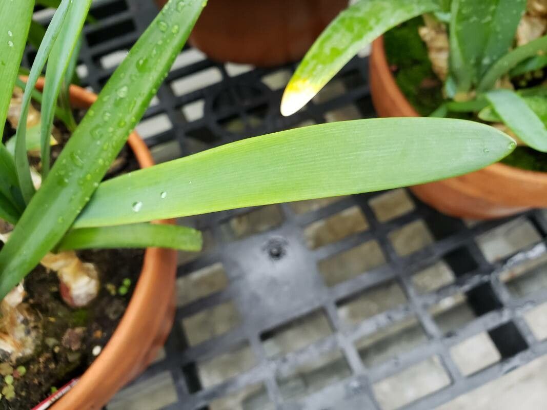 Nerine sarniensis leaf