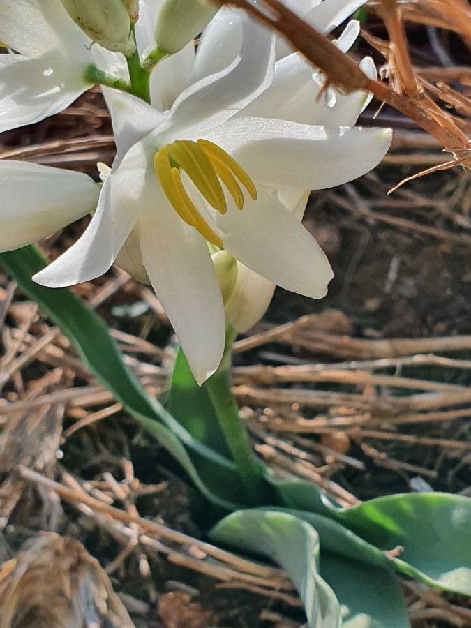 Chlorophytum tuberosum flower