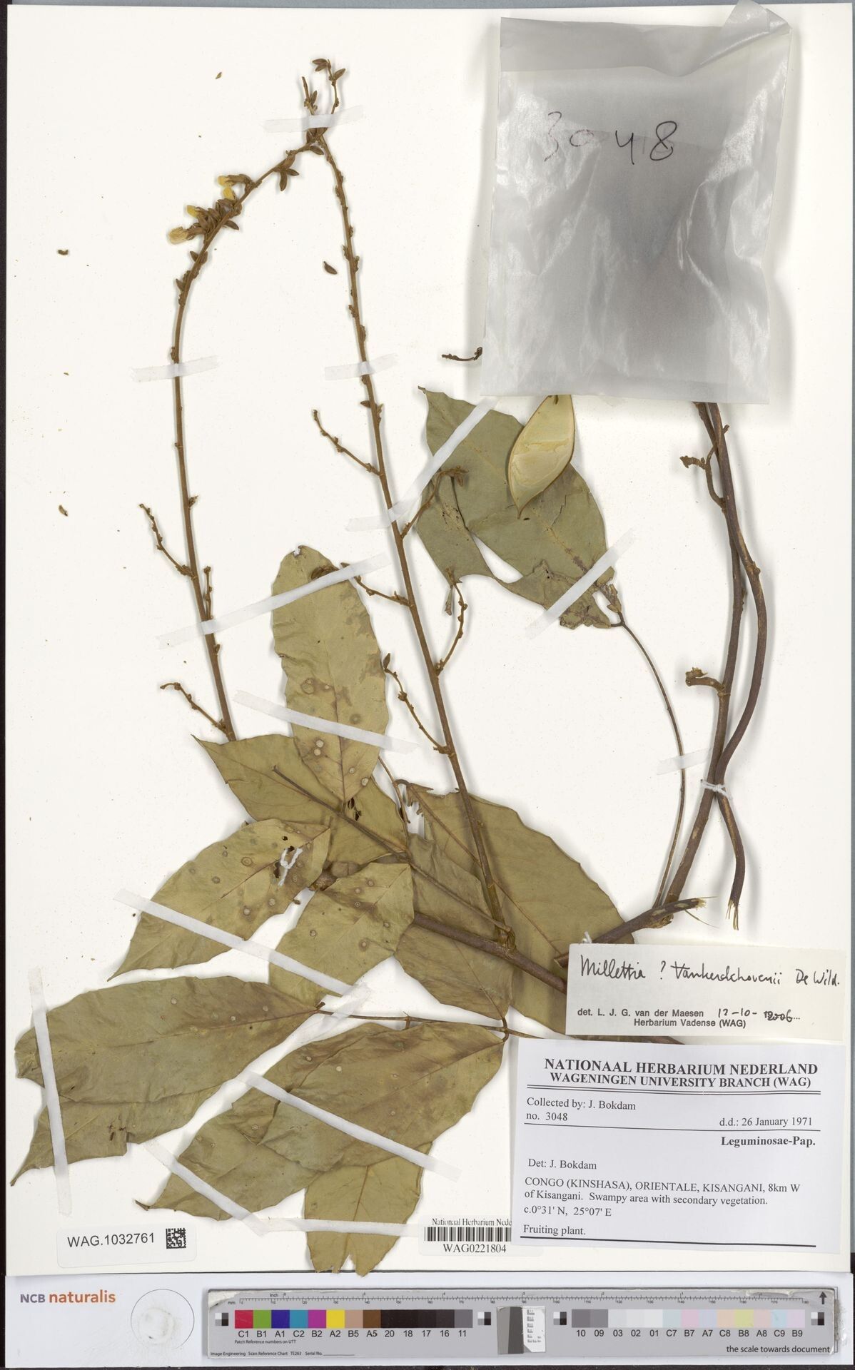 Millettia vankerckhovenii — houseplant care guide