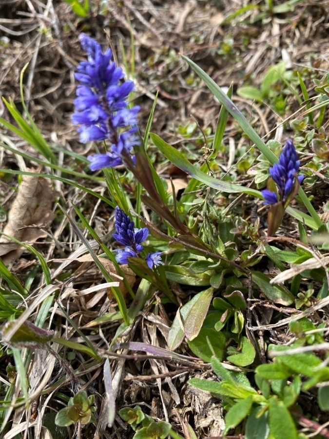 Polygala amara habit