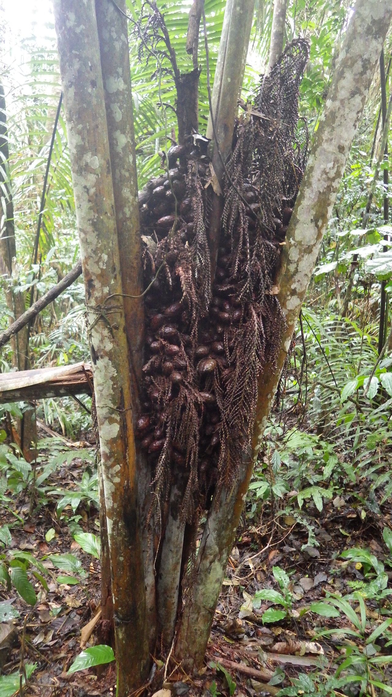 Raphia regalis fruit