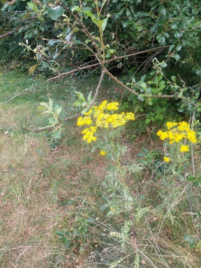 Senecio erucifolius habit