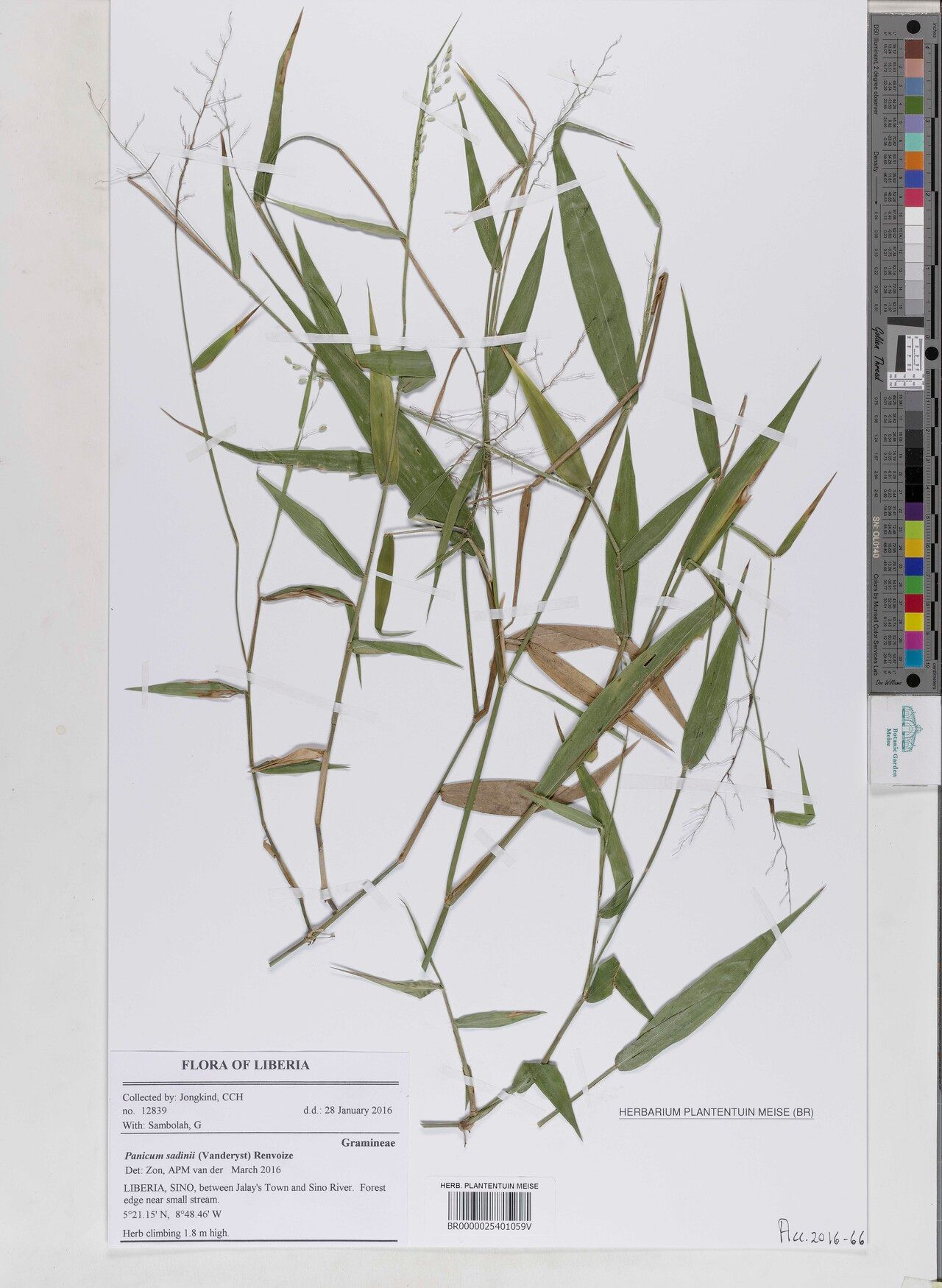 Adenochloa sadinii — houseplant care guide