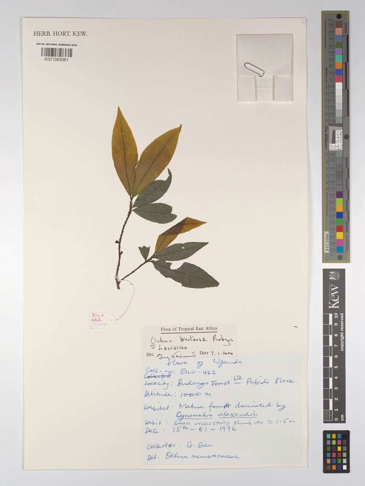 Ochna bracteosa — houseplant care guide