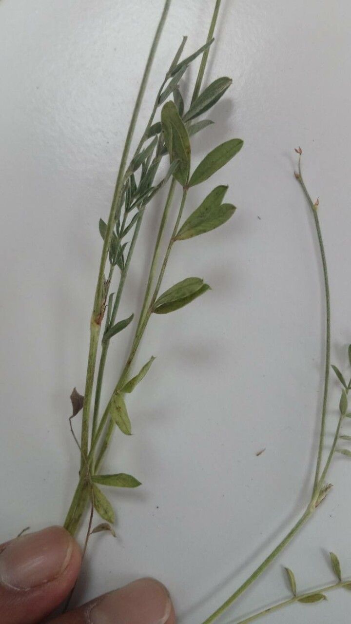 Onobrychis aequidentata