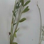 Onobrychis aequidentata