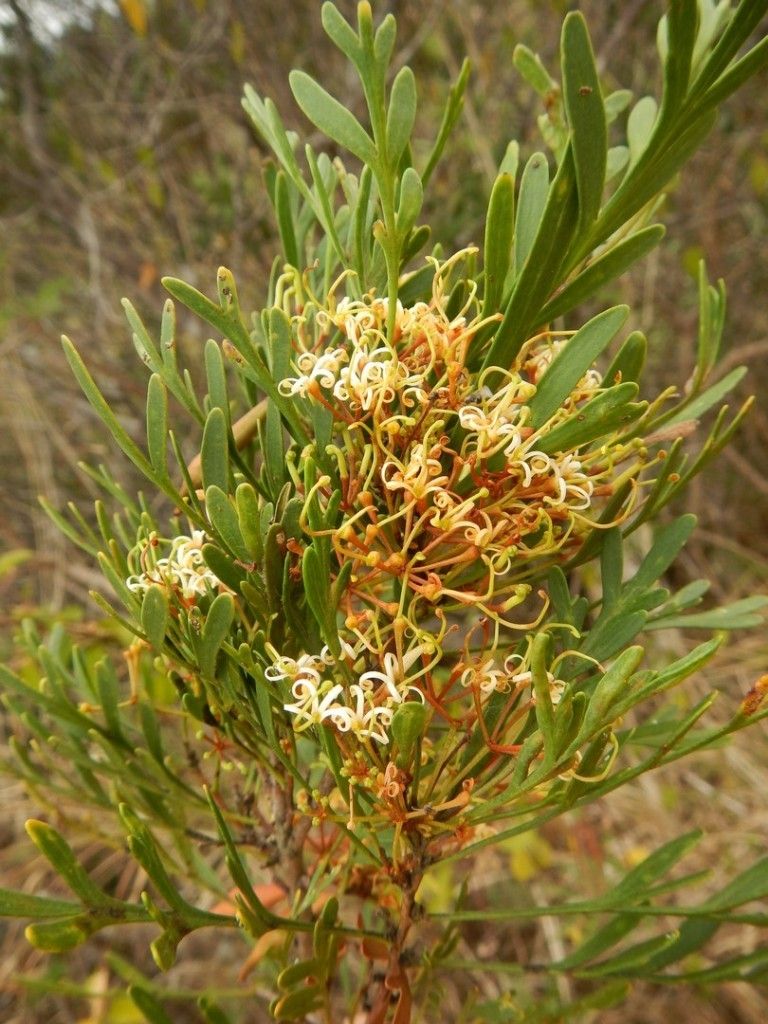 Stenocarpus heterophyllus — related species from the same genus