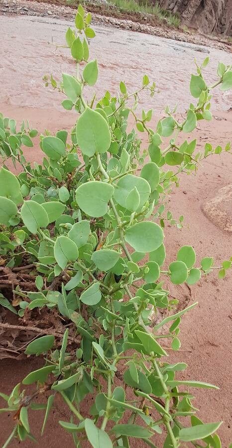 Maytenus vitis-idaea habit