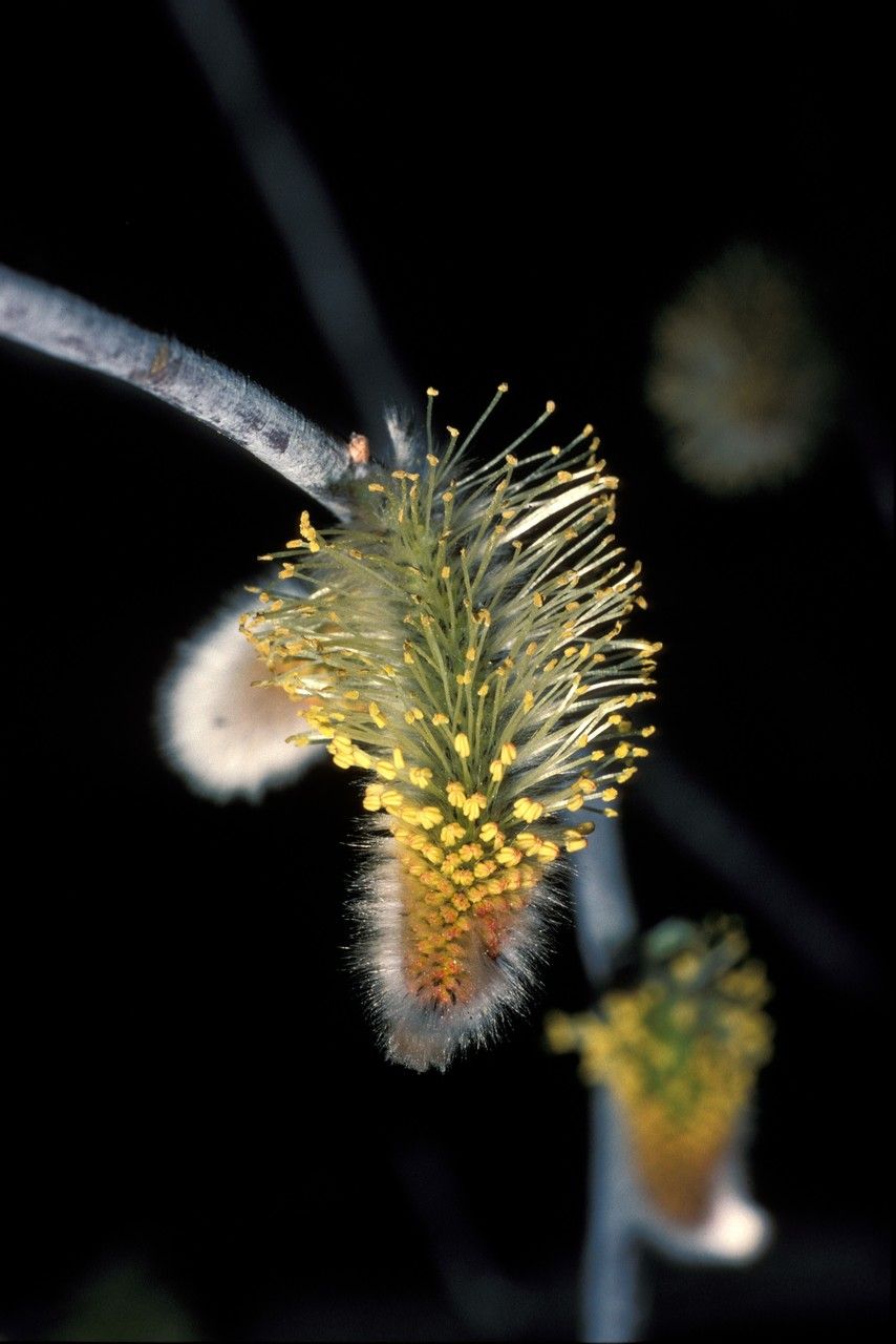 Salix x sericans flower