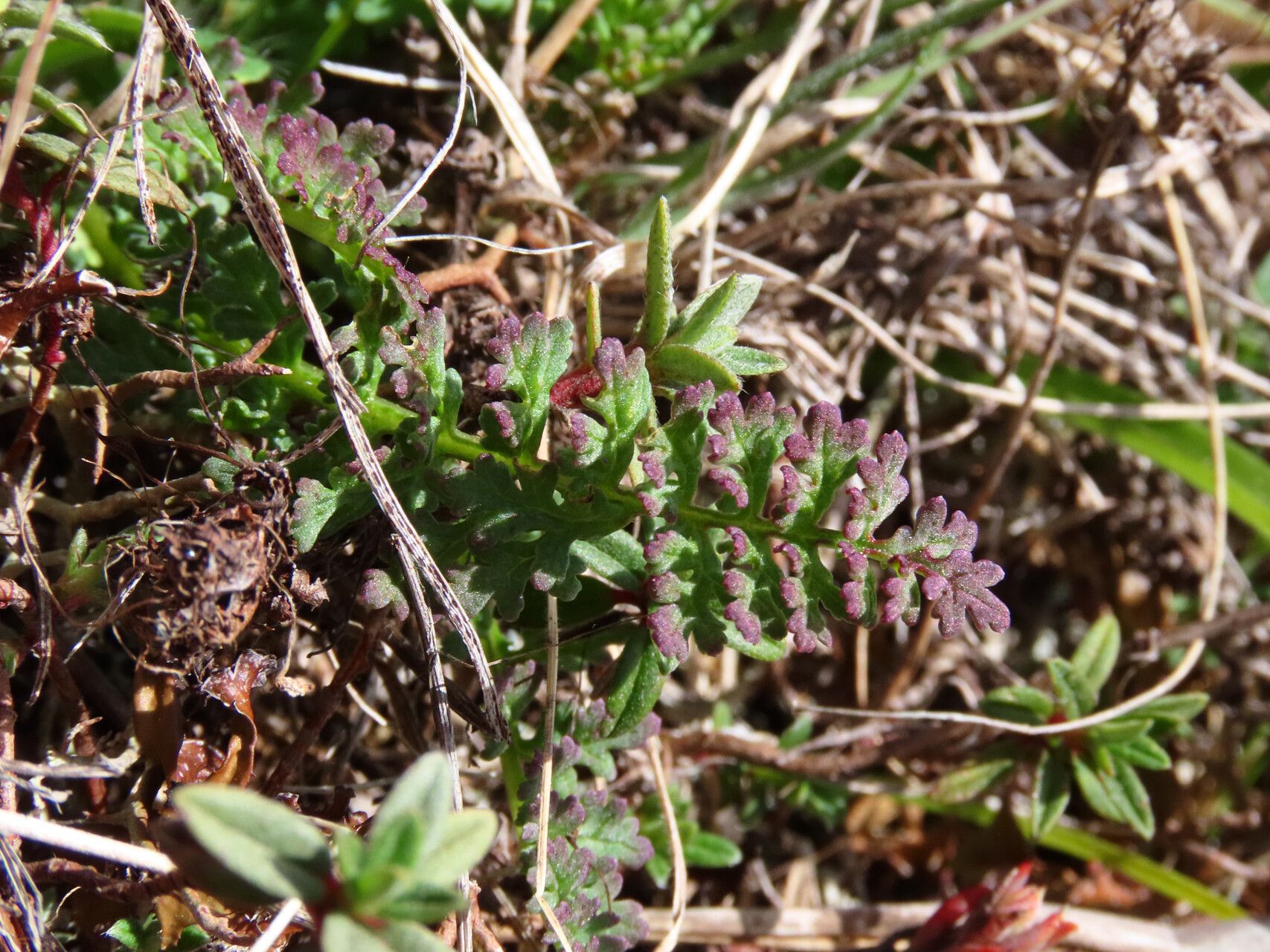 Pedicularis elegans — houseplant care guide