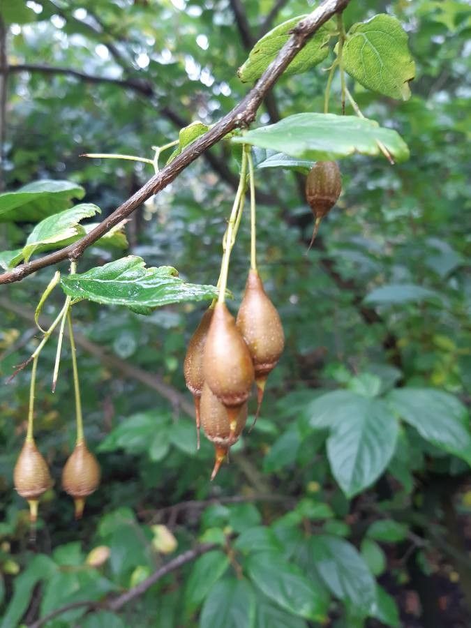 Sinojackia xylocarpa fruit