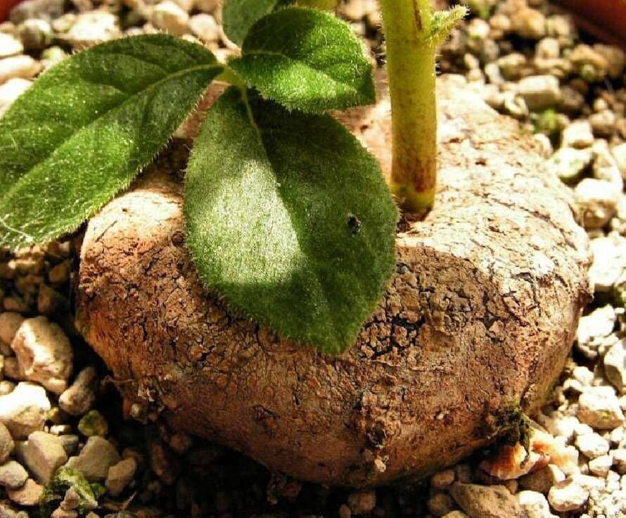 Dorstenia benguellensis — houseplant care guide