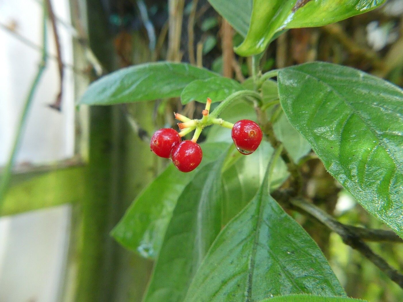 Psychotria punctata fruit