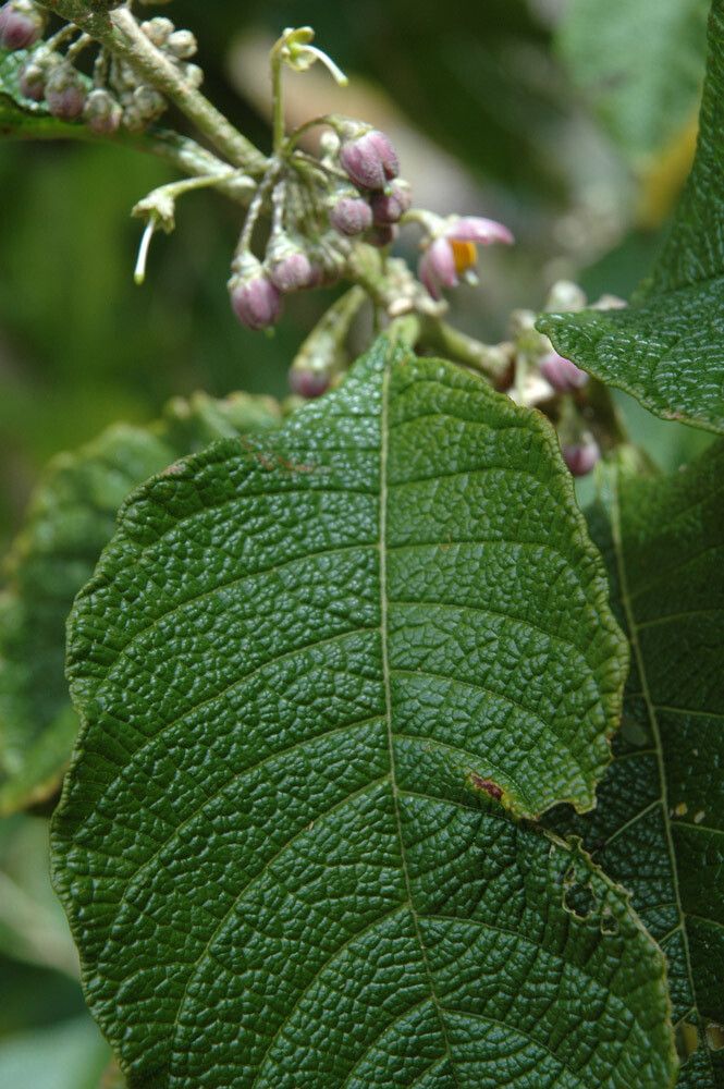 Solanum maturecalvans — houseplant care guide