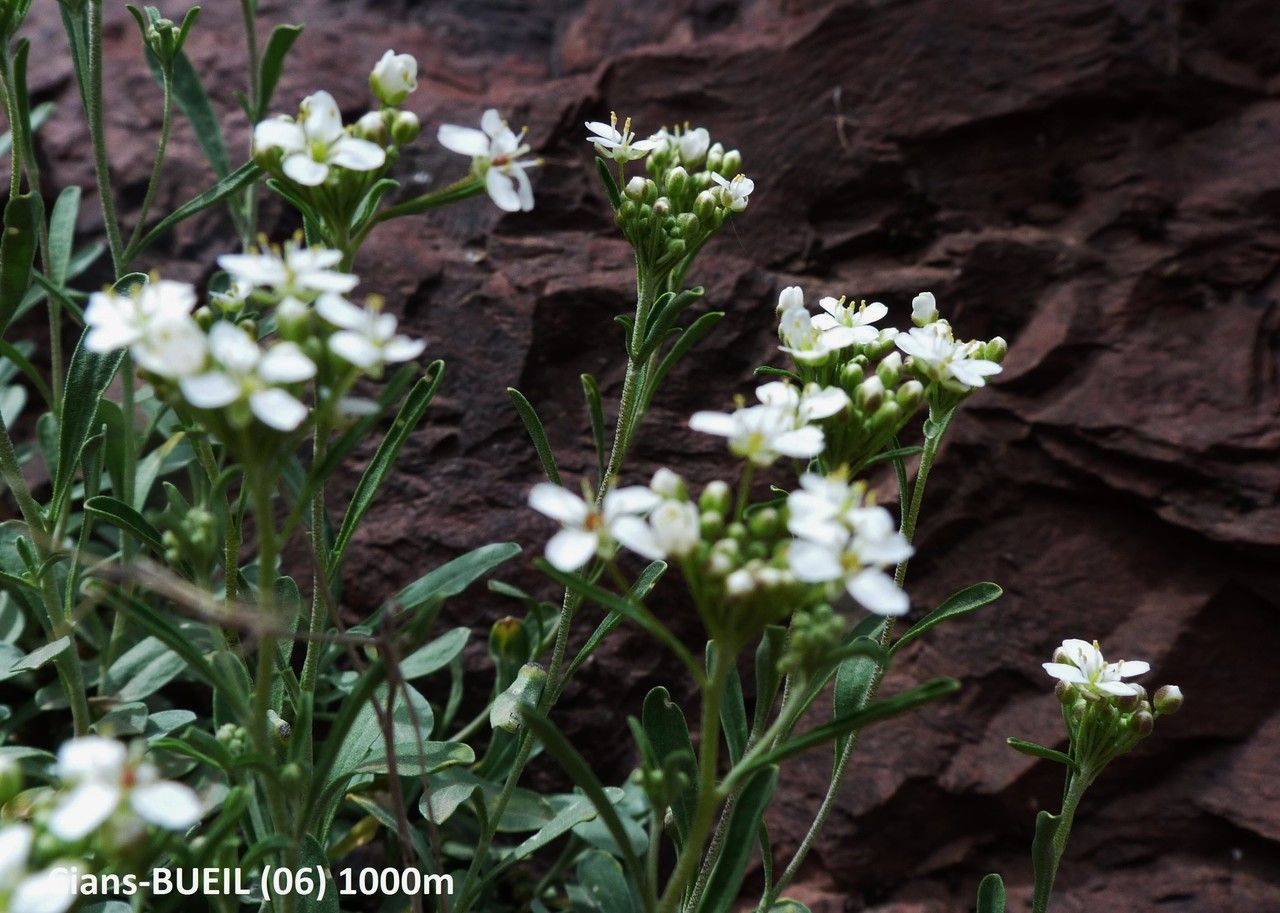 Hormathophylla halimifolia flower