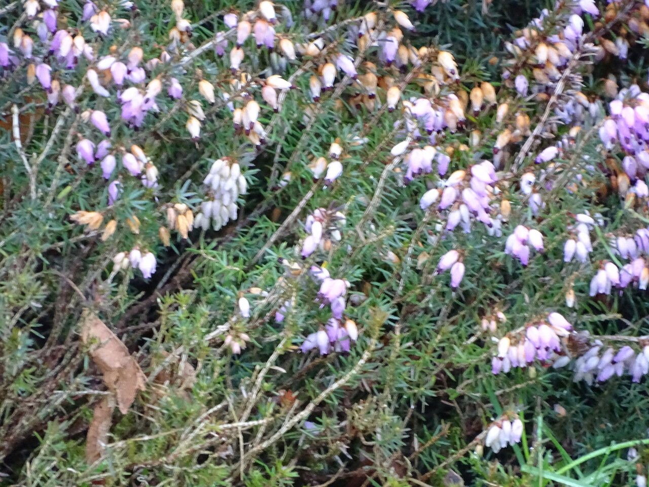 Erica herbacea habit