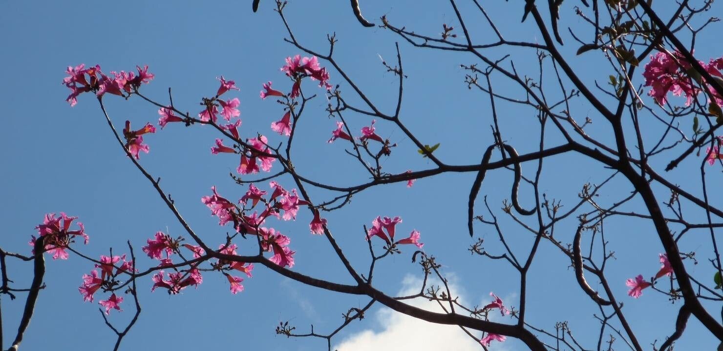 Tabebuia impetiginosa flower