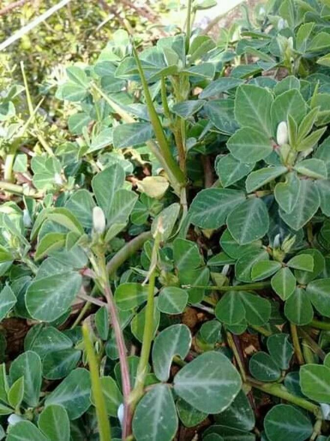 Trigonella foenum-graecum flower