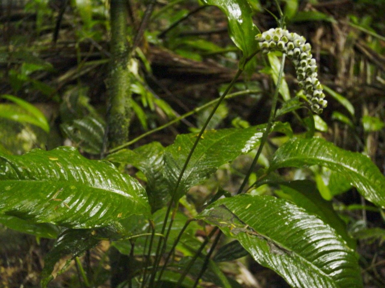 Spathiphyllum laeve other