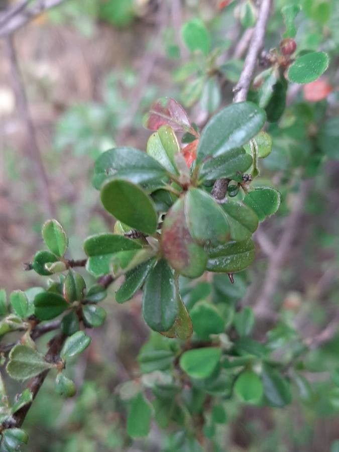 Cotoneaster cochleatus leaf