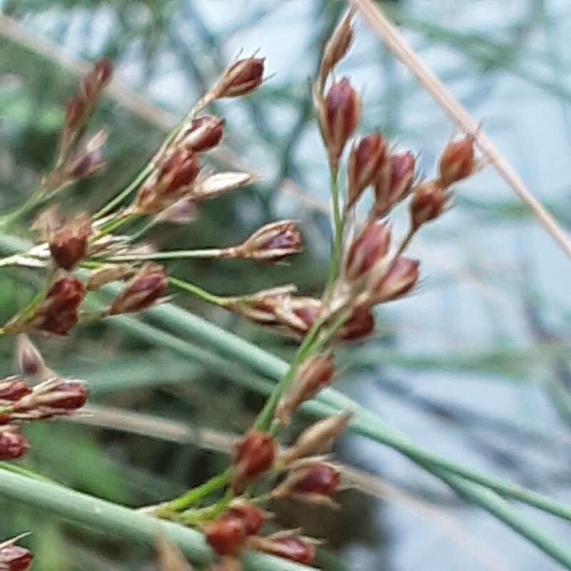 Juncus inflexus fruit