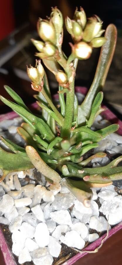 Lewisia leeana — search result for 'Montiaceae'