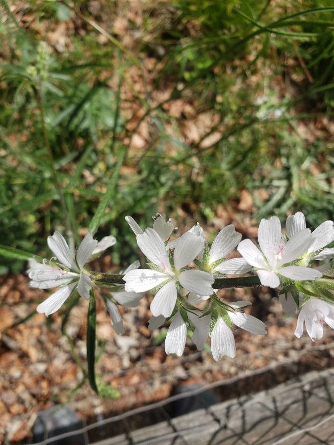 Sidalcea campestris flower