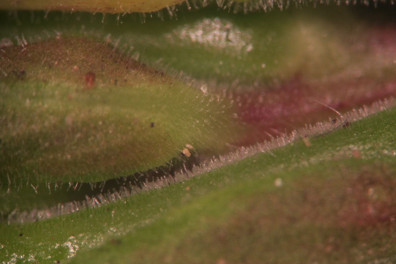 Oenothera oakesiana — search result for 'Oenothera'