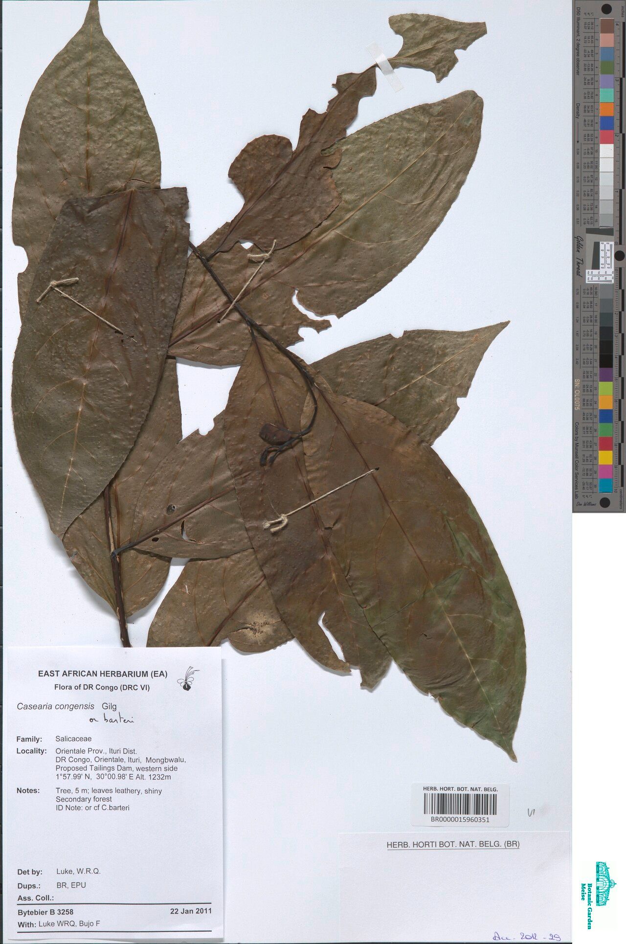 Casearia congensis — houseplant care guide