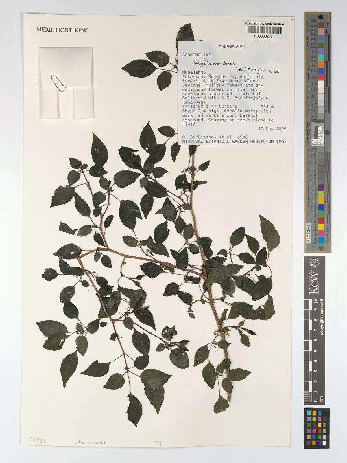 Ruttya bernieri — related species from the same genus