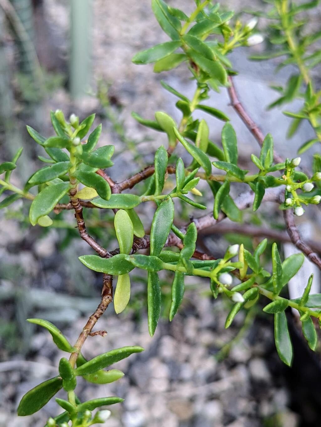 Crassula sarcocaulis leaf