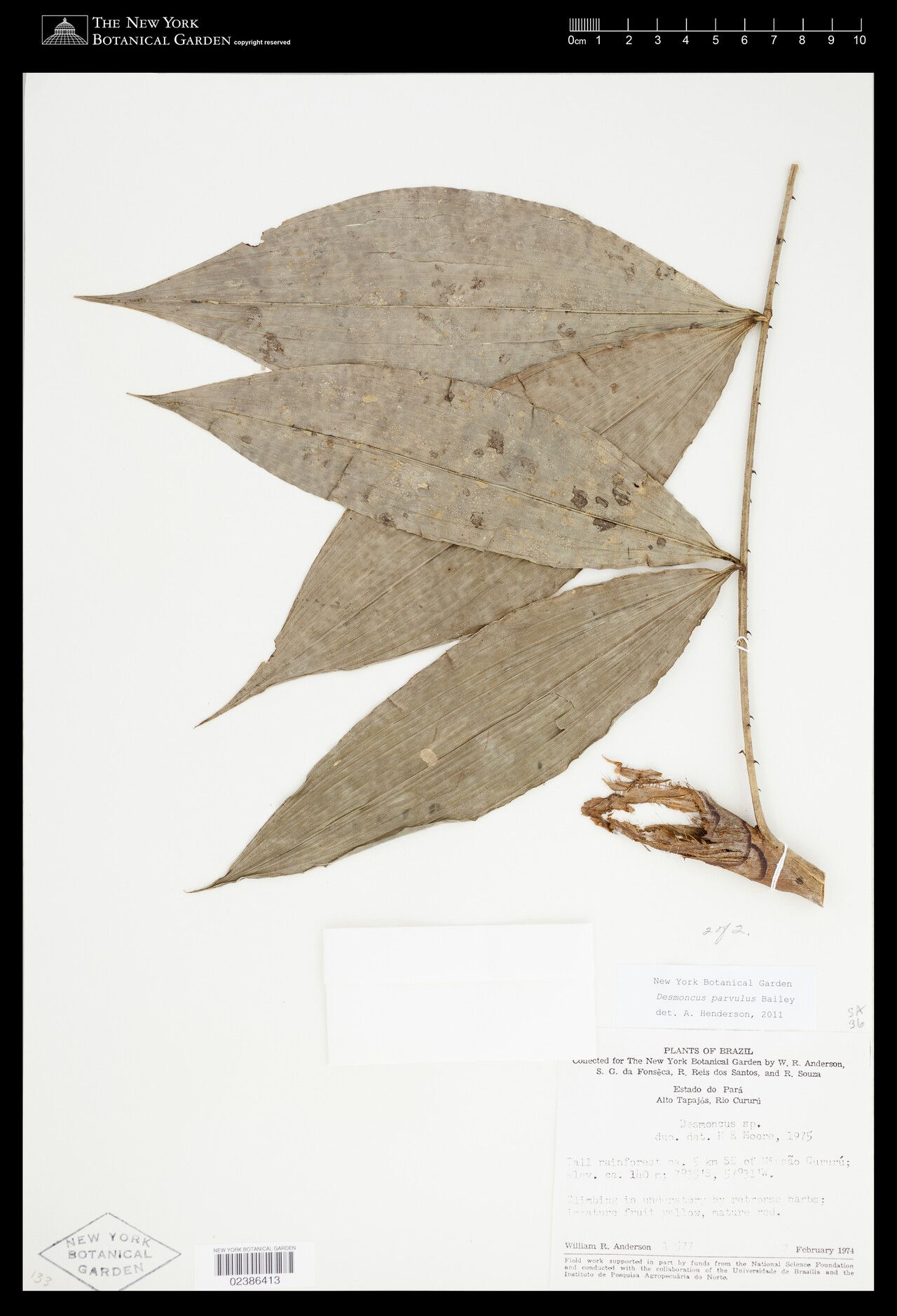 Desmoncus parvulus — related species from the same genus