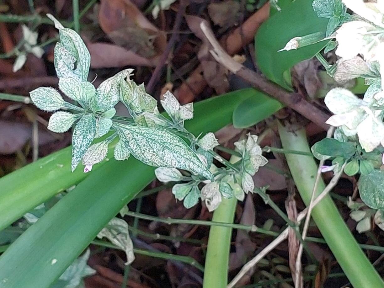 Dicliptera ciliaris — houseplant care guide