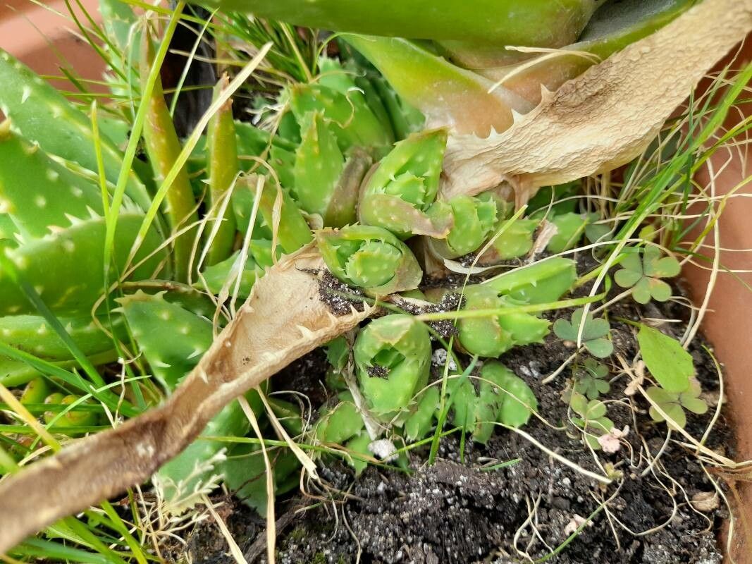 Aloe brevifolia fruit