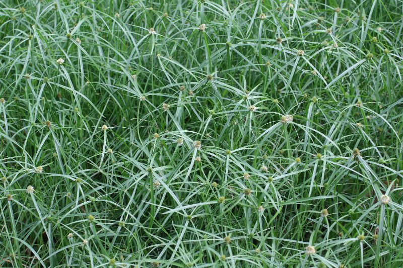 Cyperus aromaticus habit
