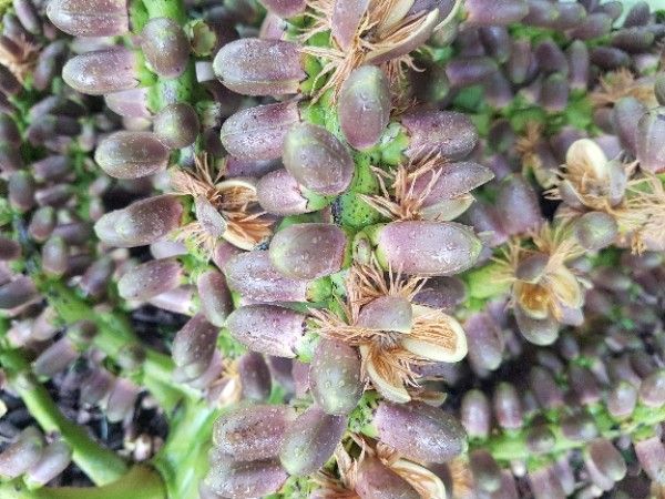 Arenga pinnata flower