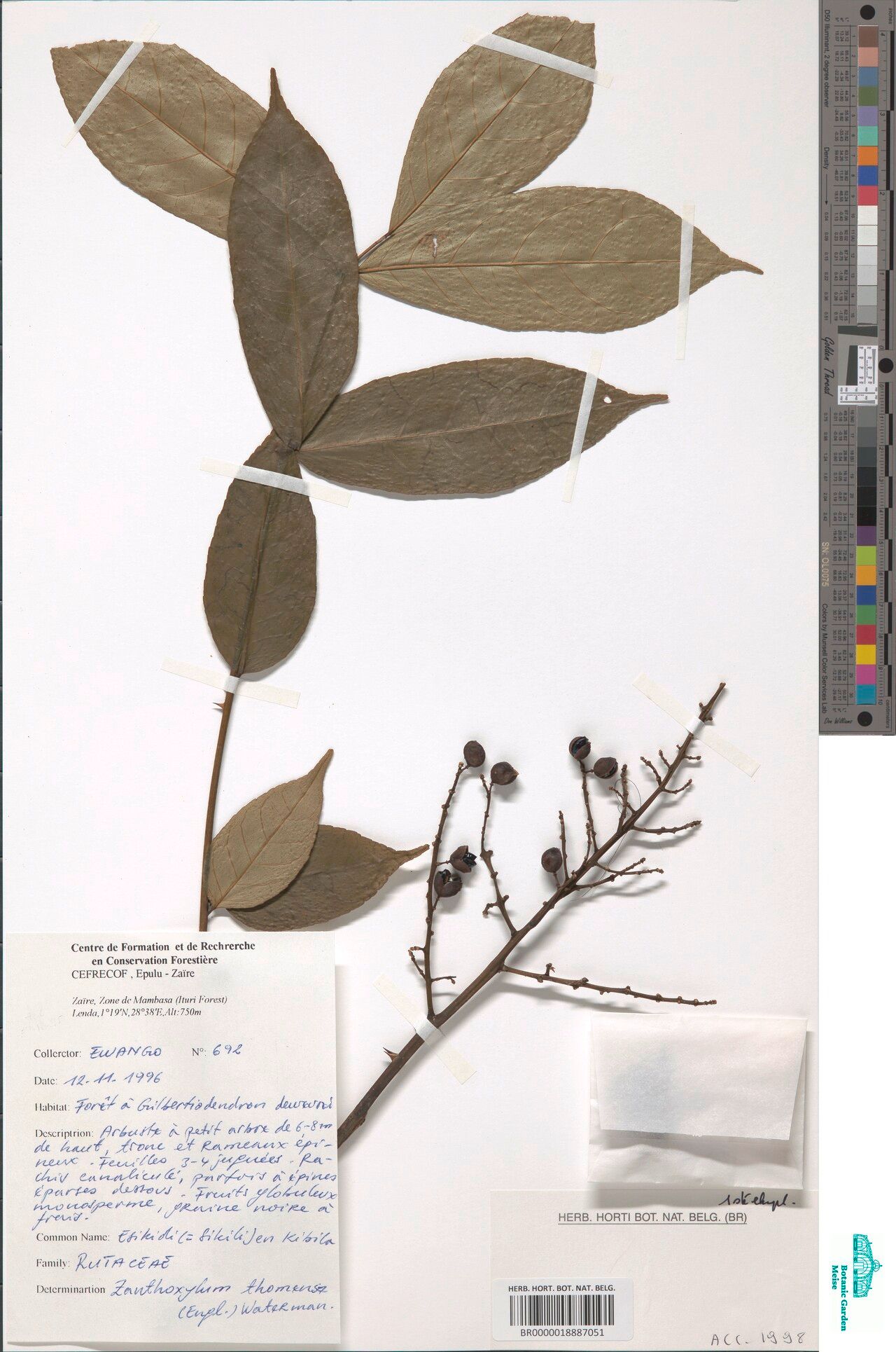 Zanthoxylum thomense other