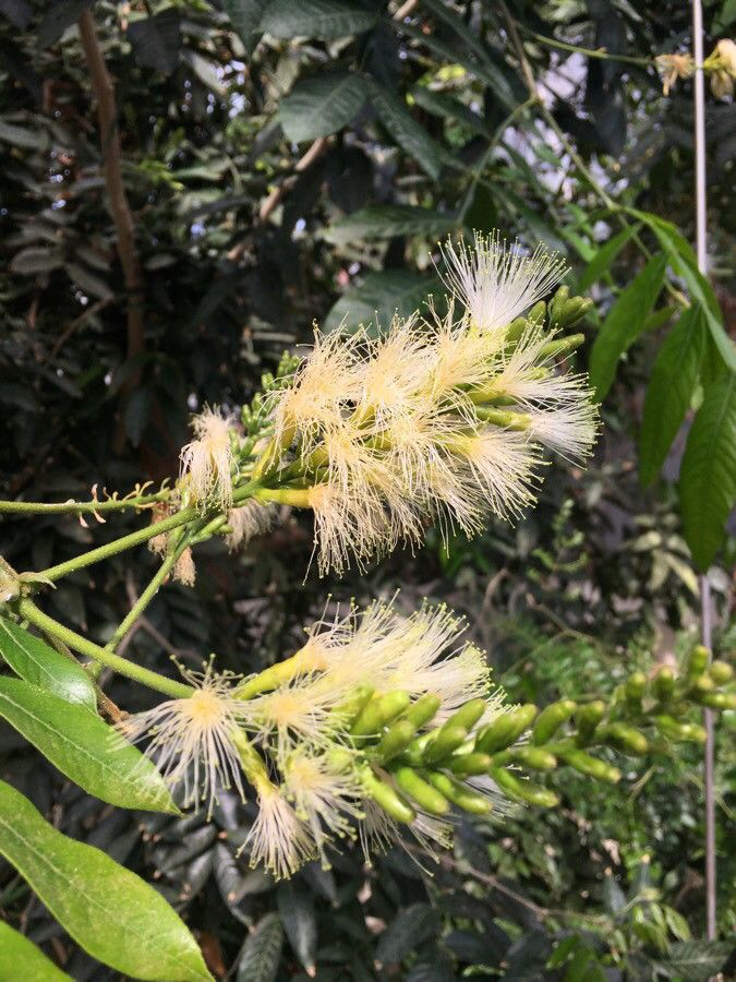 Allocasuarina torulosa flower