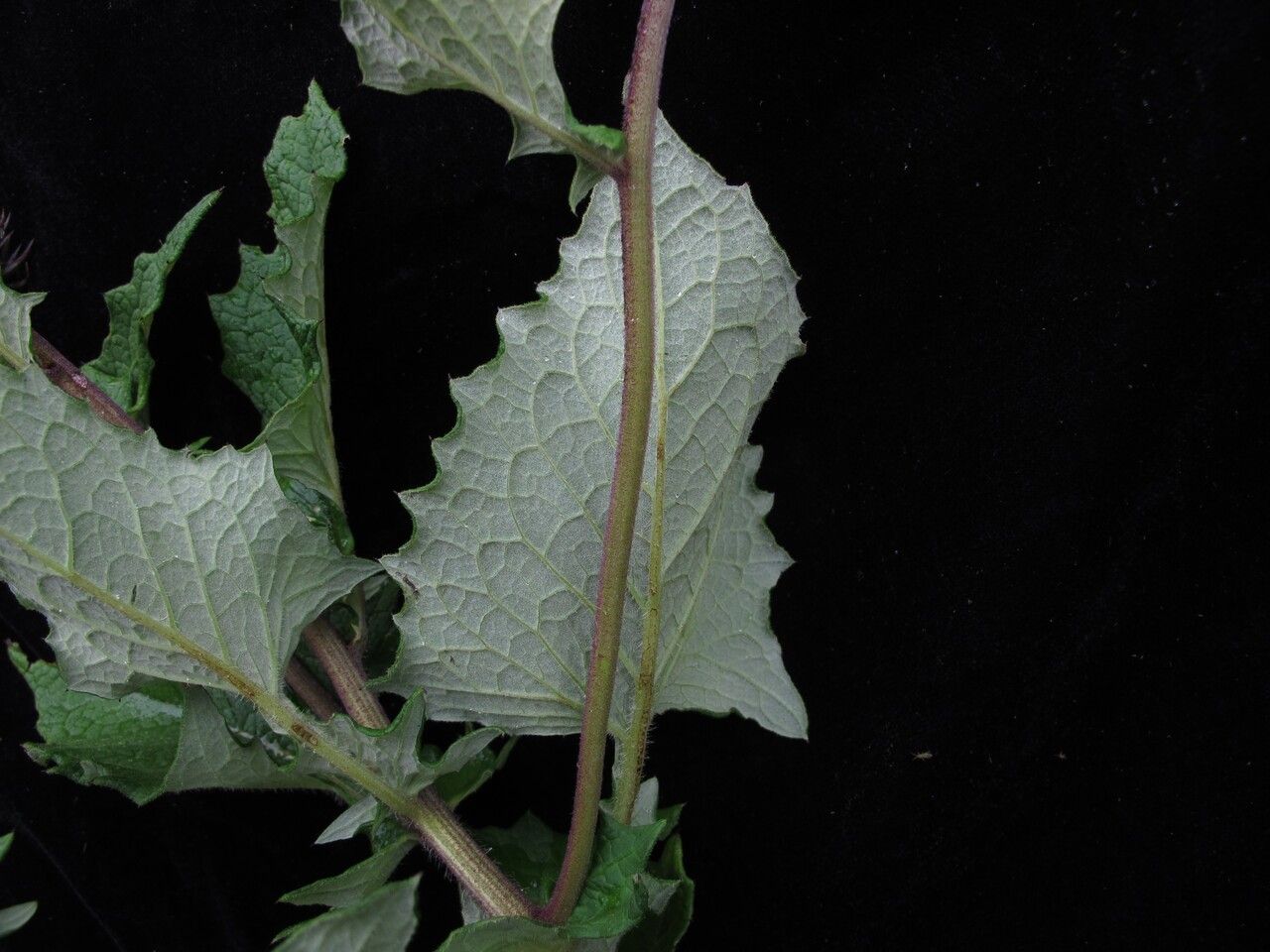 Saussurea macrota habit