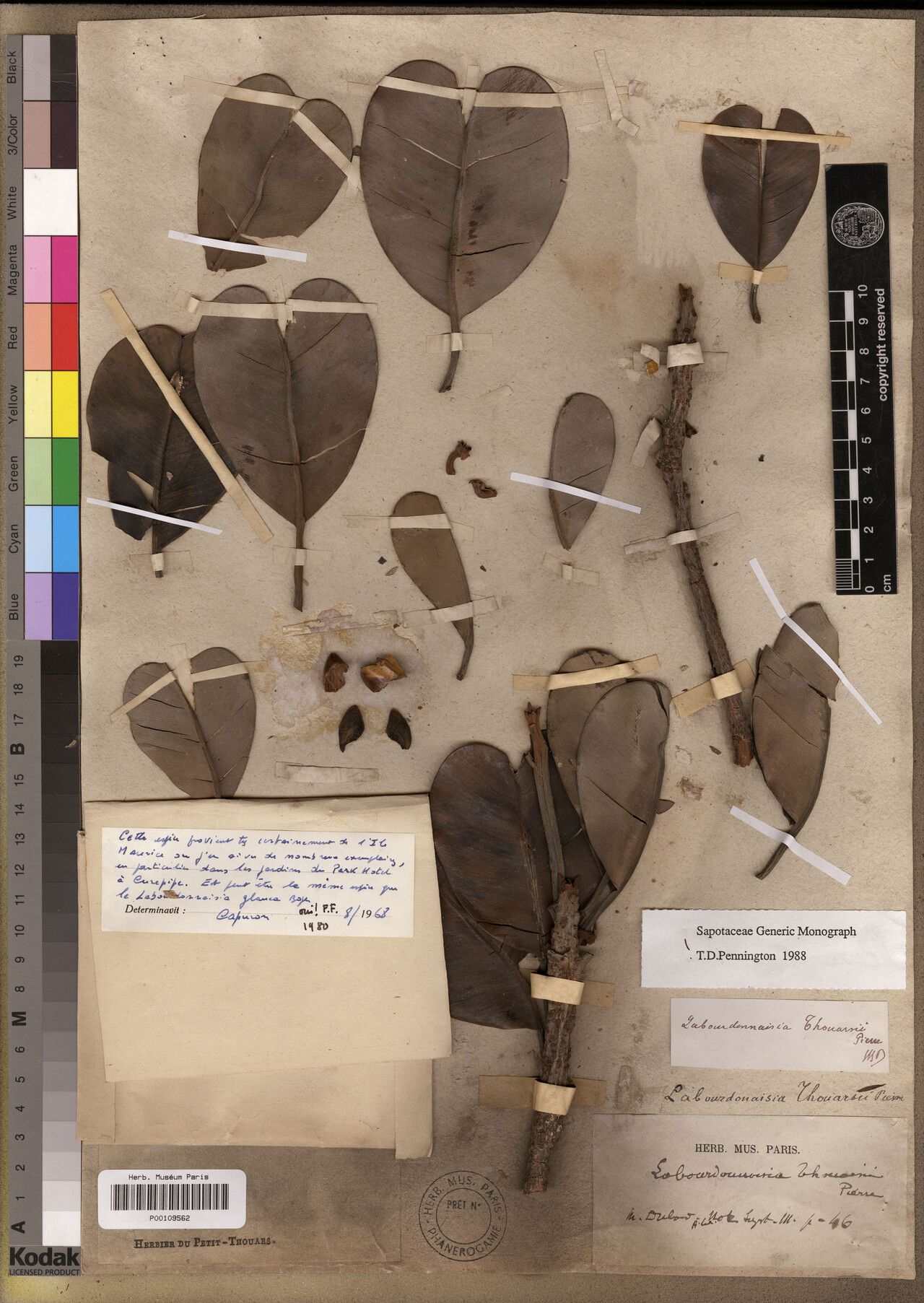 Labourdonnaisia thouarsii — houseplant care guide