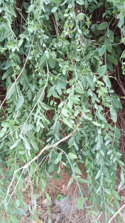 Rhigozum zambesiacum — search result for 'Botswana'