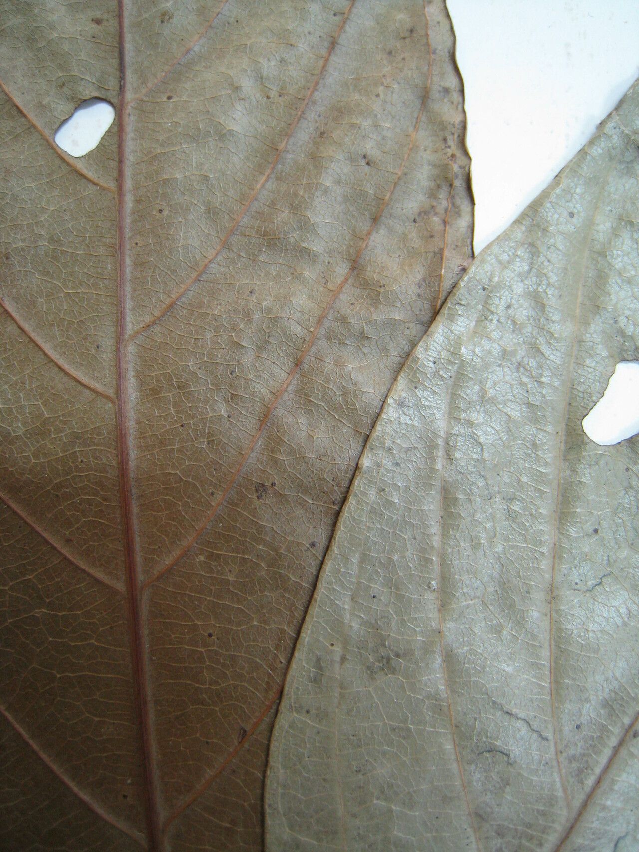 Matayba camptoneura other