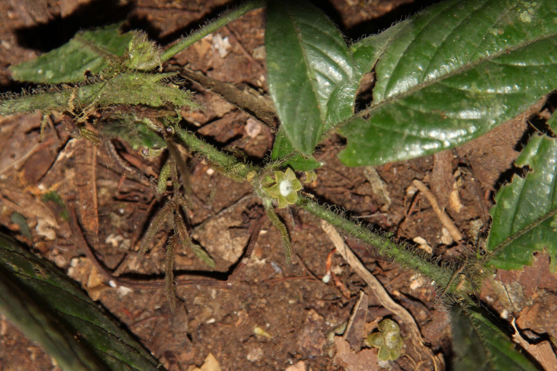 Pauridiantha schumannii flower