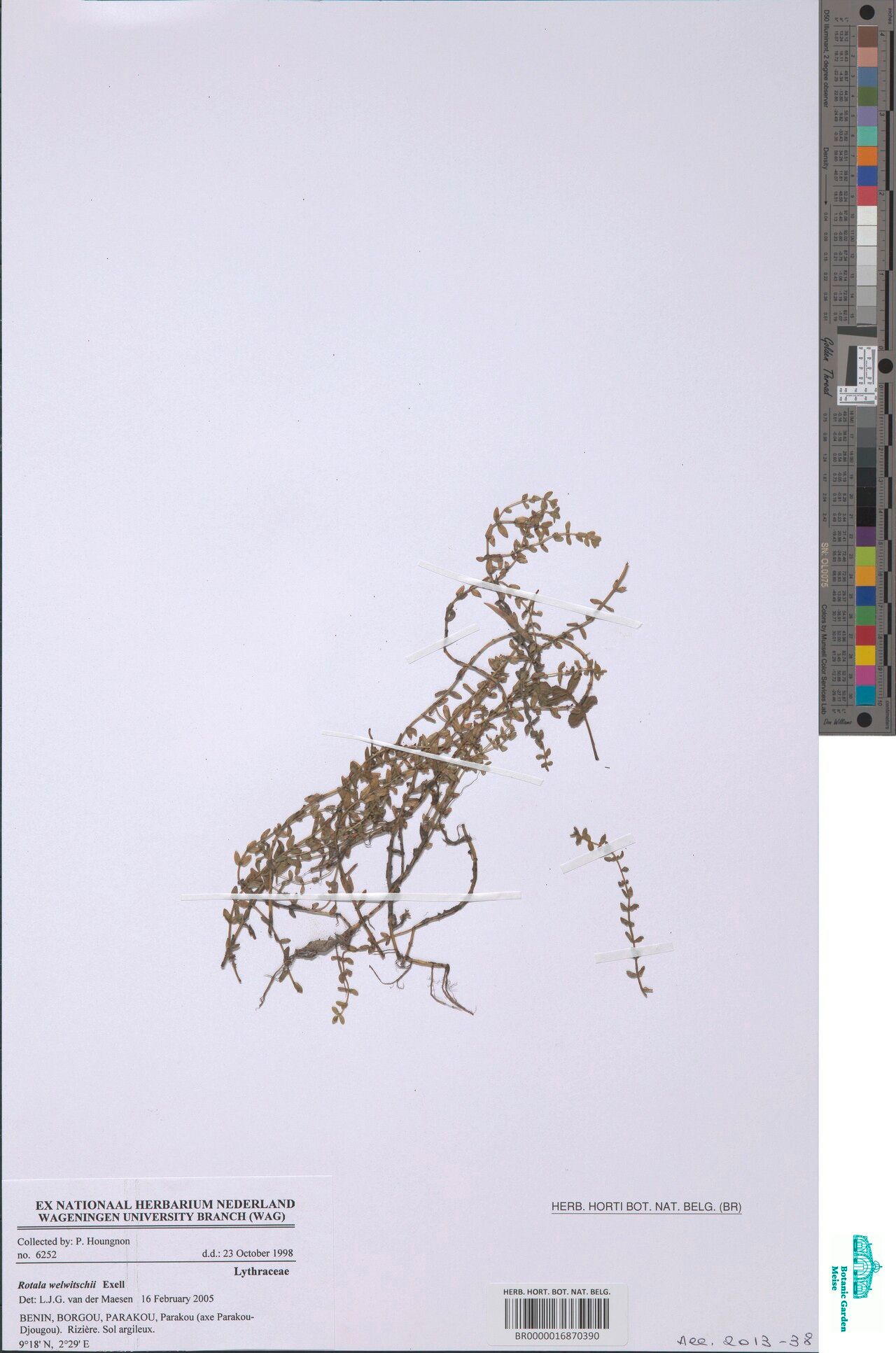 Rotala welwitschii — search result for 'Rotala'