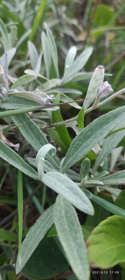 Achyrocline satureioides — search result for 'Guyana'