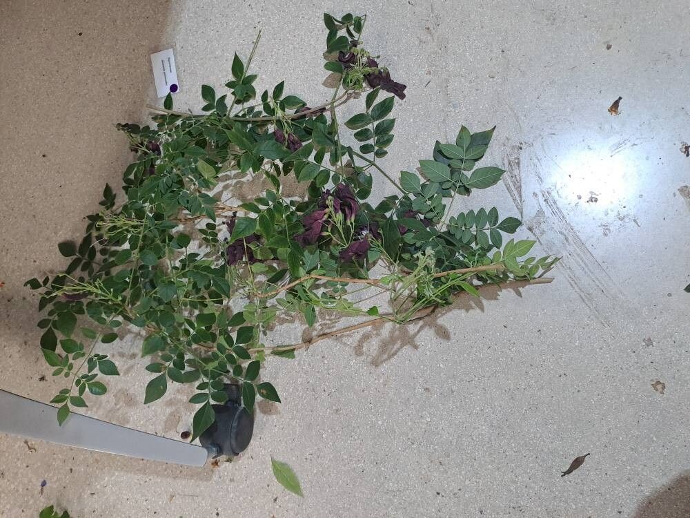 Jacaranda jasminoides — search result for 'Jacaranda'