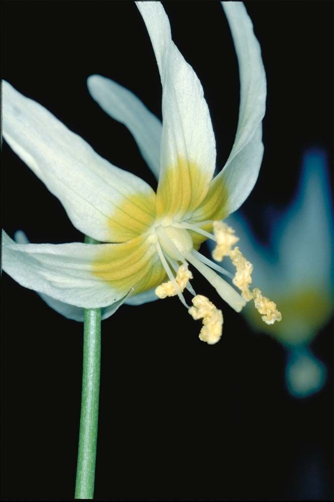 Erythronium klamathense flower